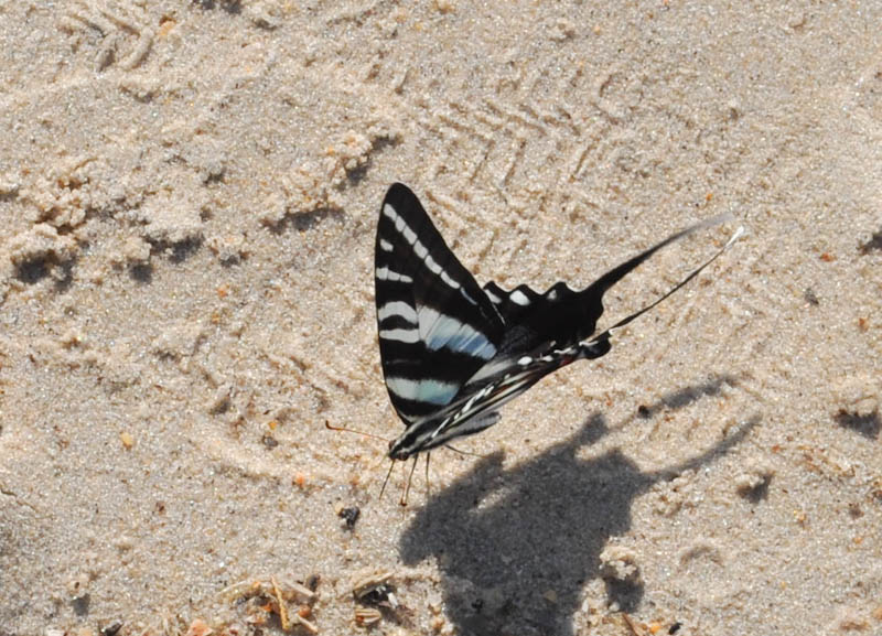butterfly (1 of 1).jpg